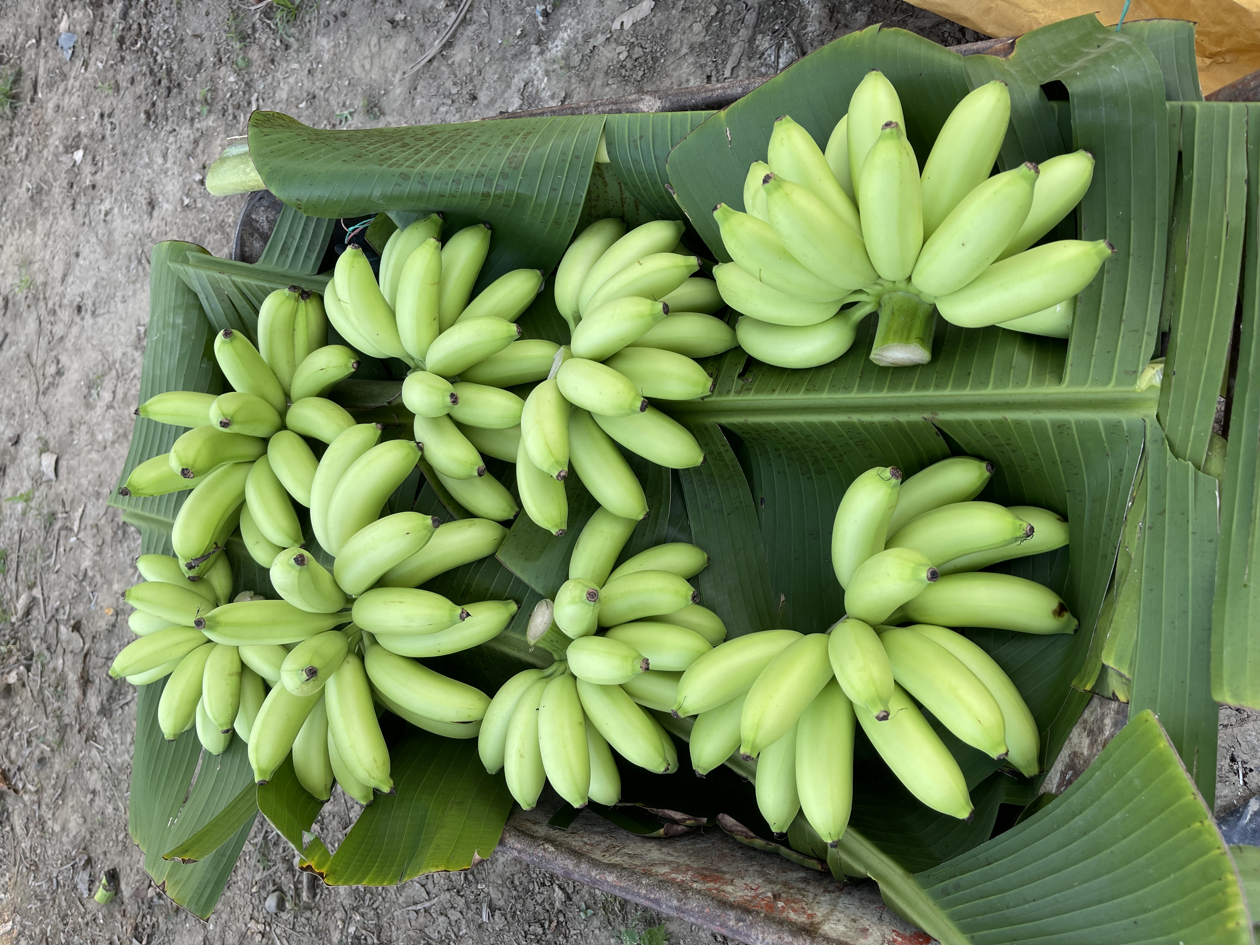 香蕉