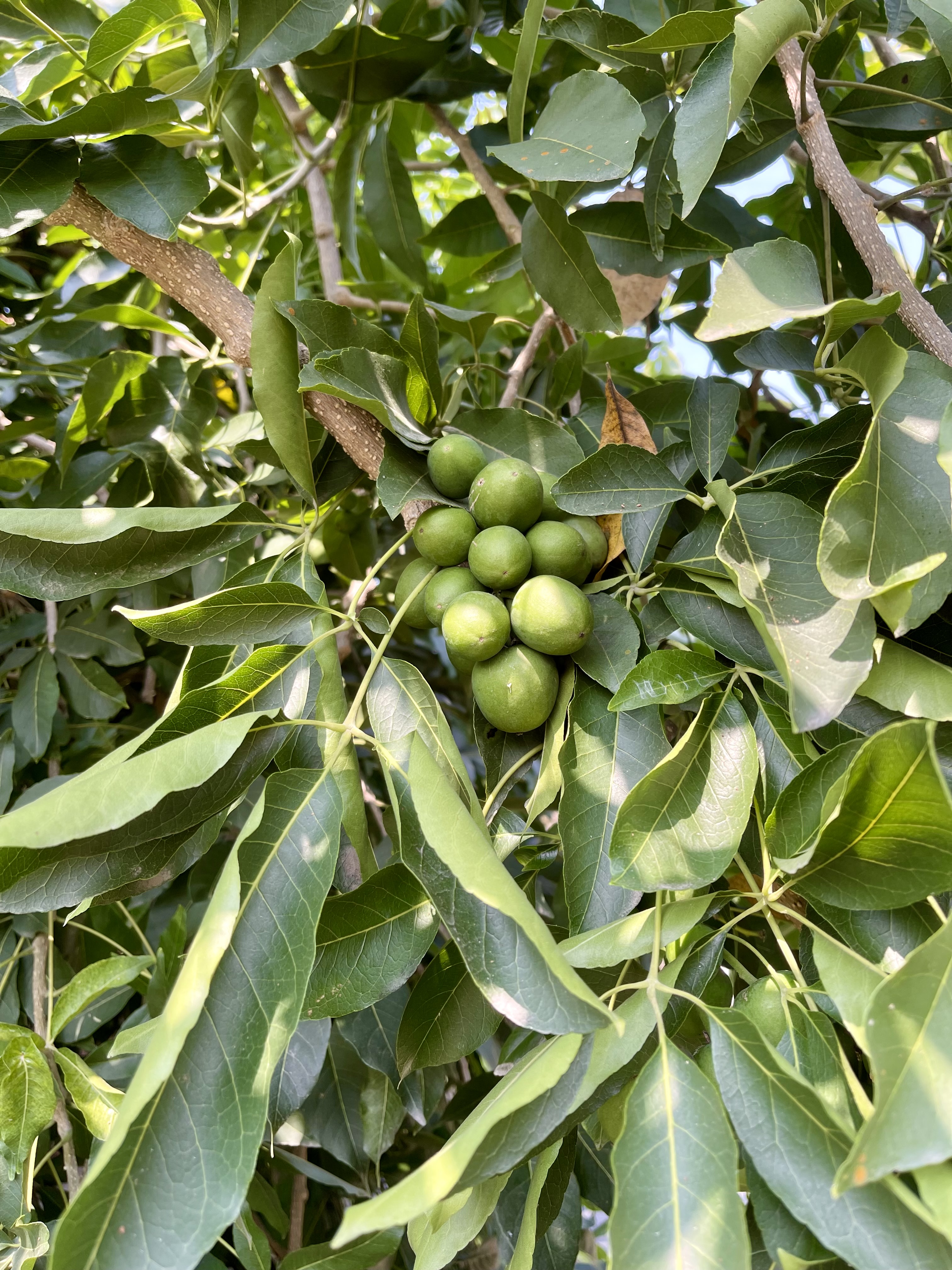 白柿果園